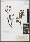 Foto von Salix hastata L.
